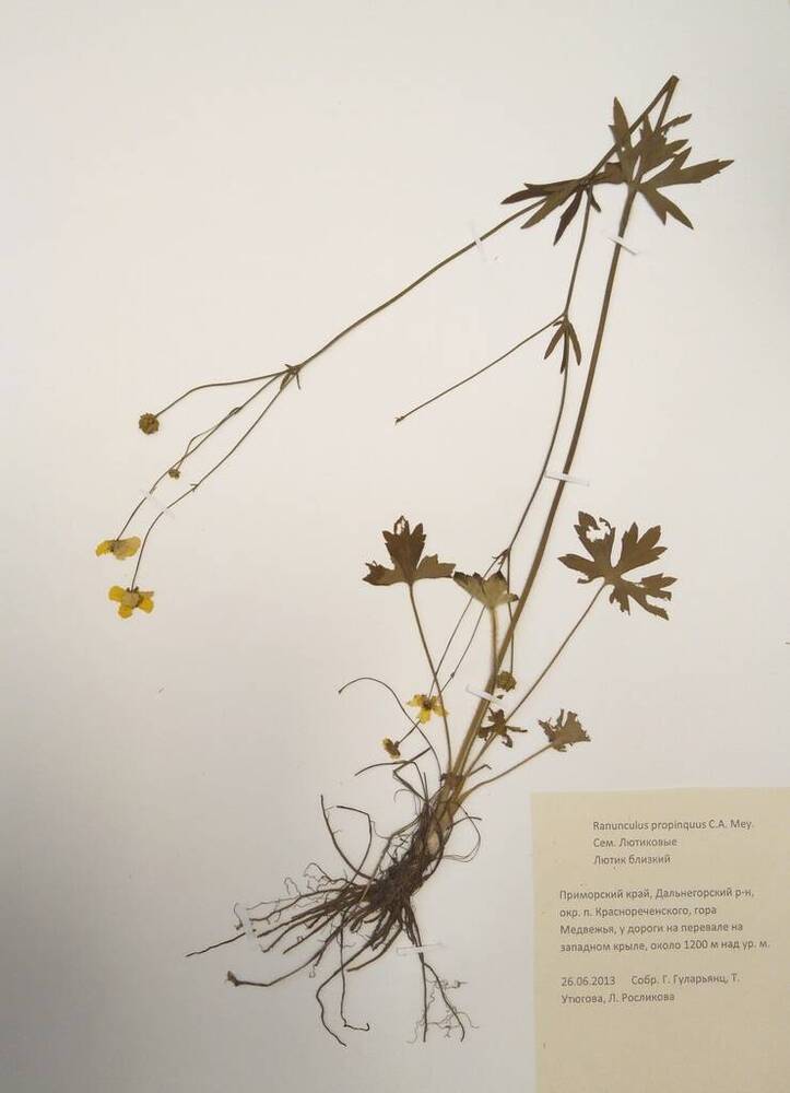 Гербарий Лютик близкий (Ranunculus propinquus C.A. Mey.)