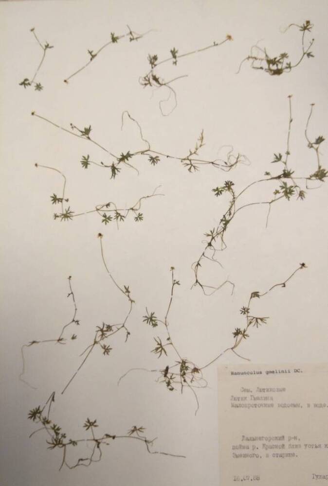 Гербарий Лютик Гмелина (Ranunculus gmelinii DC.)