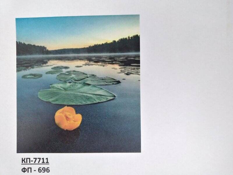 Изобразительный фотоматериал «Кубышка жёлтая, озеро Морозовское»