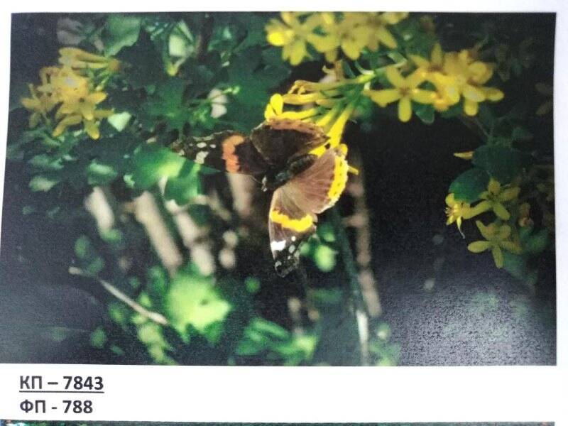 Изобразительный фотоматериал «Бабочка»