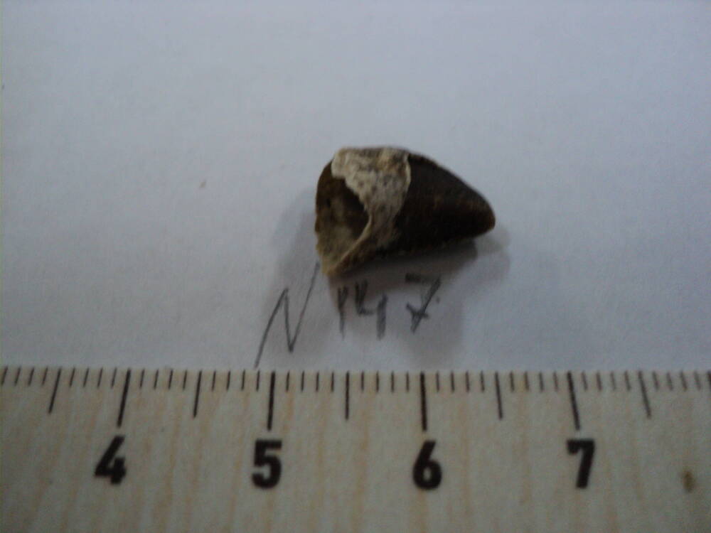 Фрагмент зуба ископаемого животного
