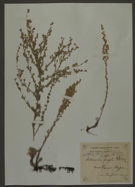 Лист гербарный. Полынь холодная (Artemisia frigida)