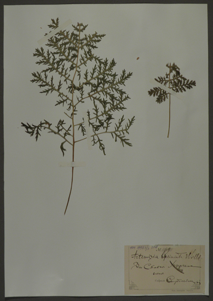 Лист гербарный. Полынь раздельнолистная (Artemisia laciniata)