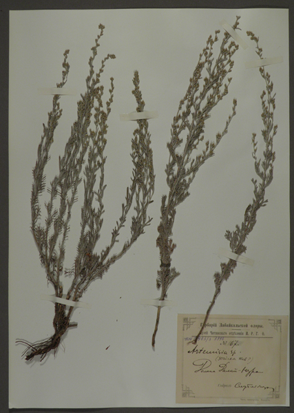 Лист гербарный. Полынь шелковистая (Artemisia sericea)