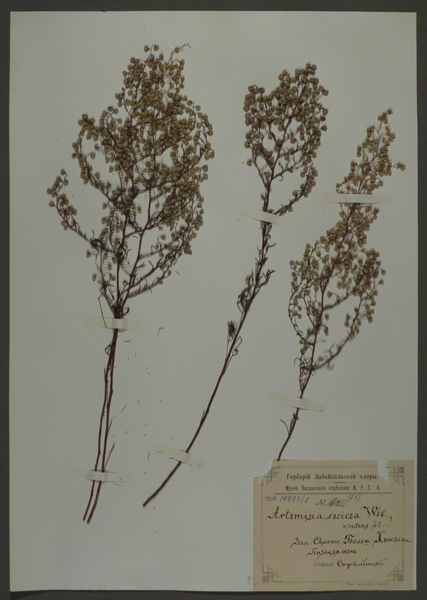 Лист гербарный. Полынь шелковистая (Artemisia sericea)