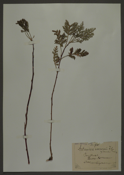 Лист гербарный. Полынь священная (Artemisia sacrorum)