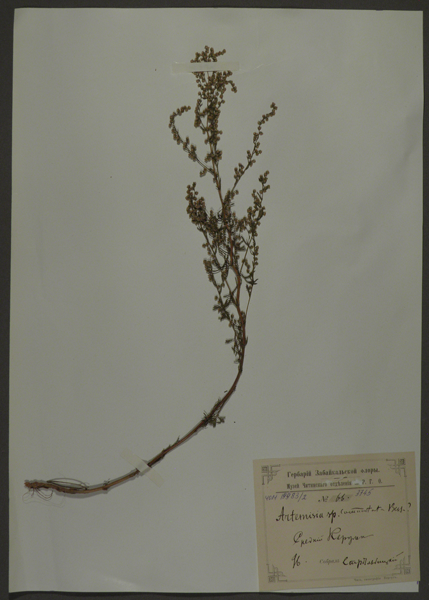 Лист гербарный. Полынь замещающая (Artemisia commutate)