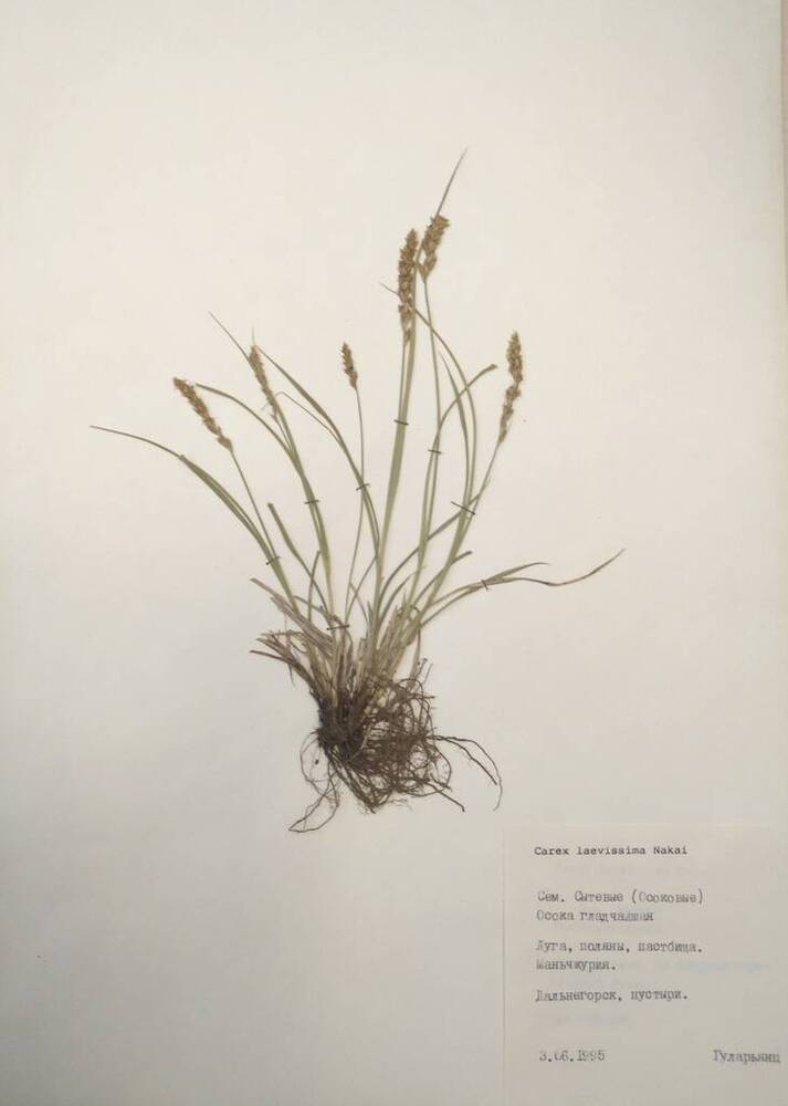 Гербарий Осока гладчайшая (Carex laevissima Nakai)