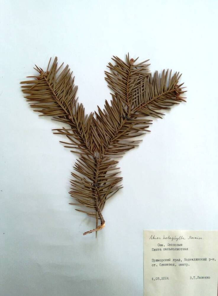 Гербарий Пихта цельнолистная (Abies holophylla Maxim.)