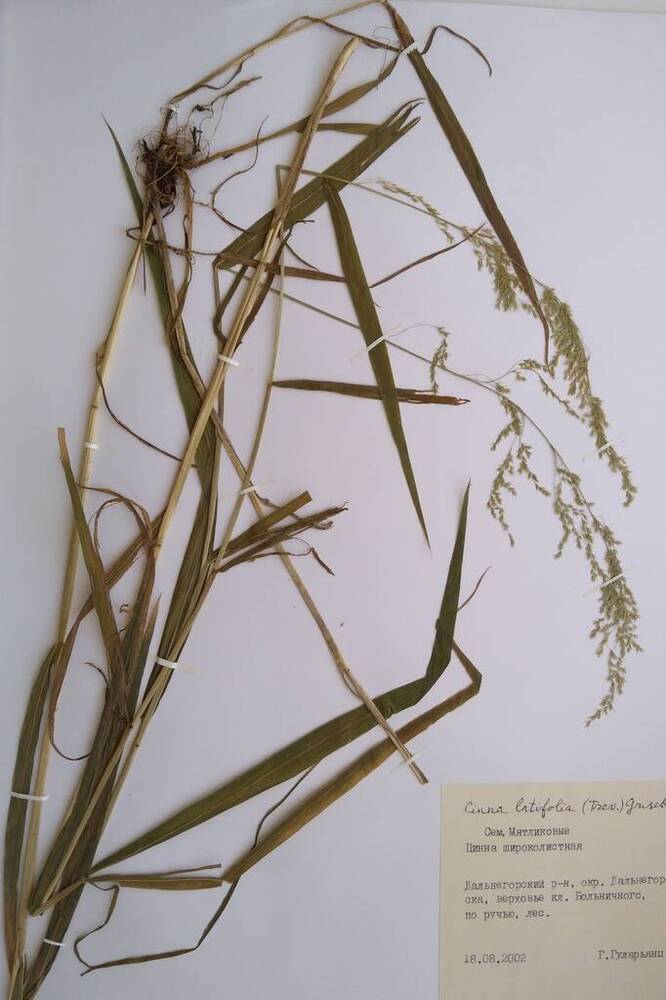 Гербарий Цинна широколистная (Cinna latifolia (Trev.) Griseb.)