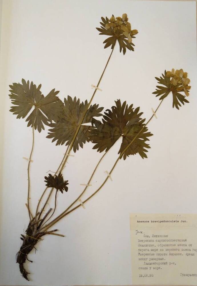 Гербарий Ветреница коротконожковая (Anemonastrum brevipedunculata Juz.)