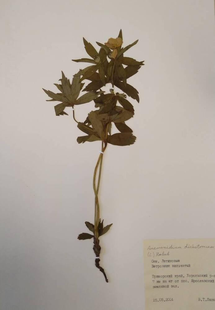 Гербарий Ветровник вильчатый (Anemonidium dichotomum (L.) Holub)