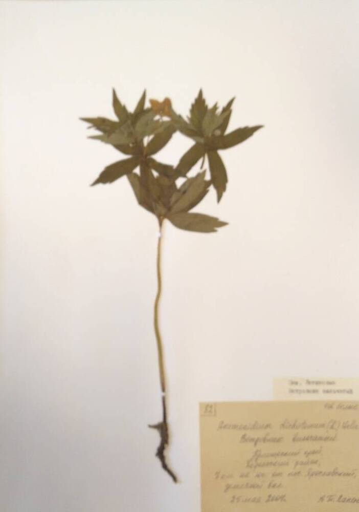 Гербарий Ветровник вильчатый (Anemonidium dichotomum (L.) Holub)
