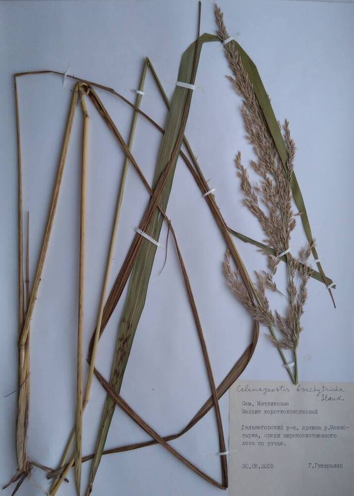 Гербарий Вейник короткохохолковый (Calamagrostis brachytricha Steud.)
