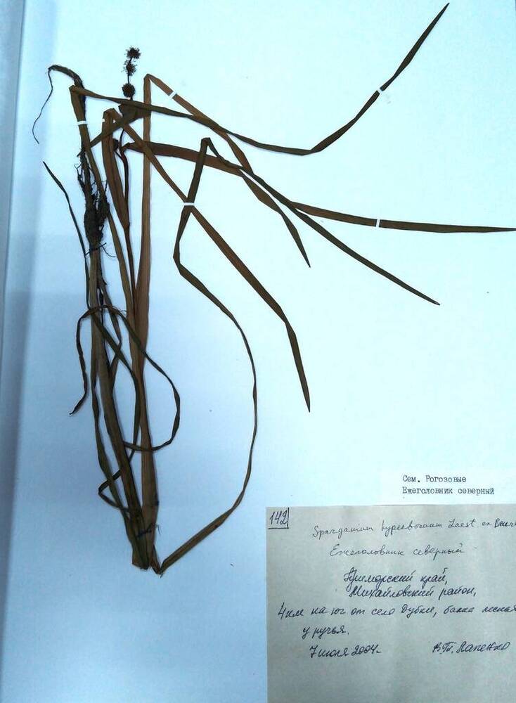 Гербарий Ежеголовник северный (Sparganium hyperboreum Laest. ex Beurl.)
