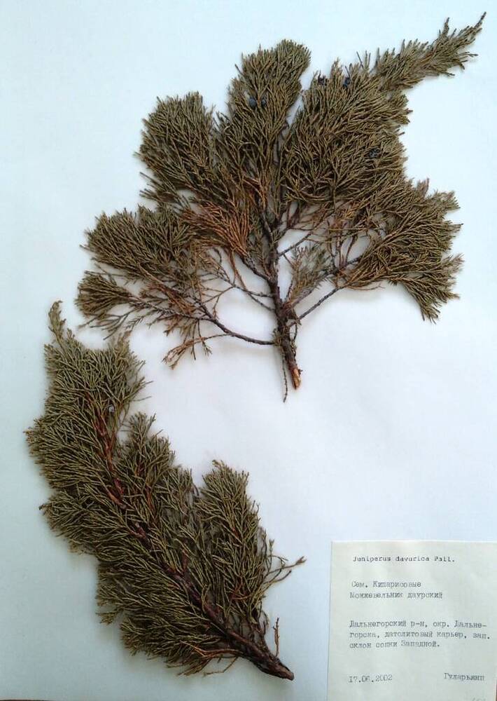 Гербарий Можжевельник даурский (Juniperus davurica Pall.)