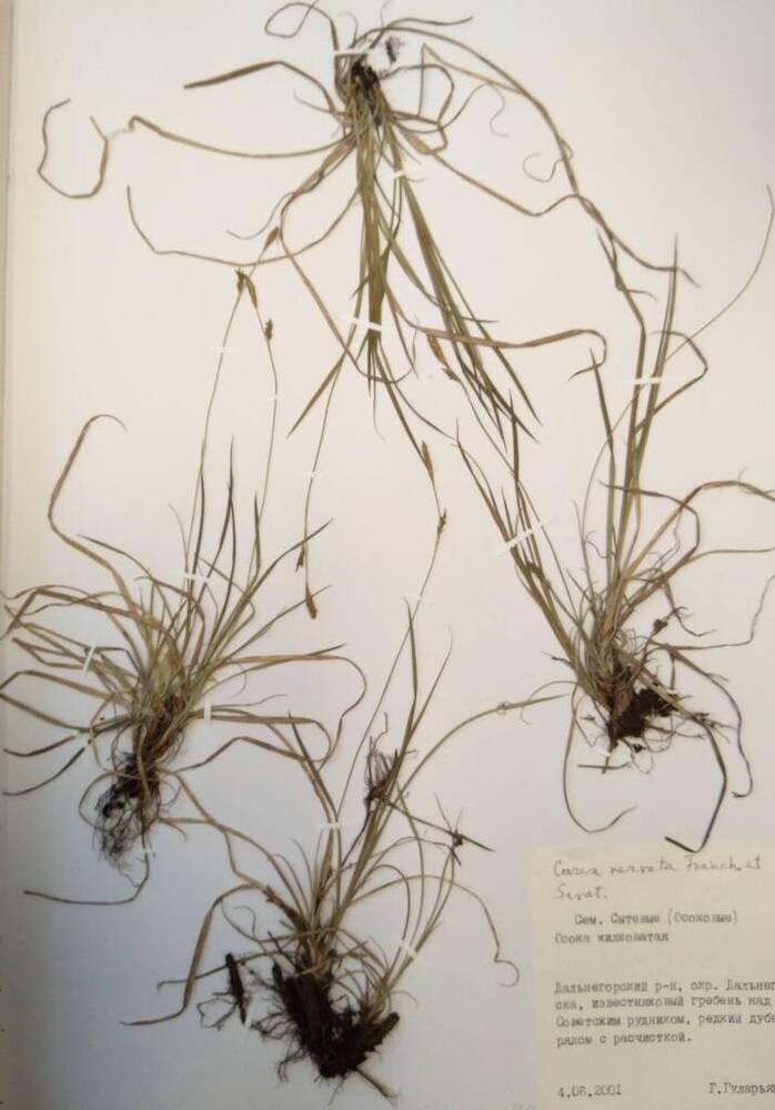 Гербарий Осока жилковатая (Carex nervata Franch. et Savat.)