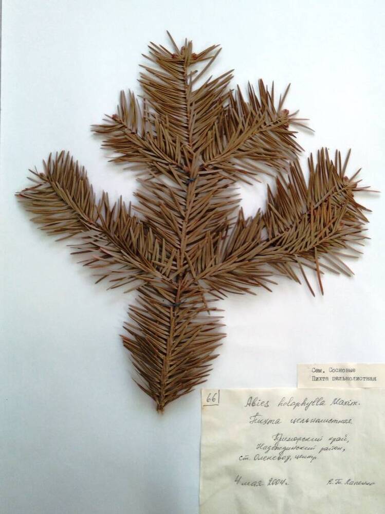 Гербарий Пихта цельнолистная (Abies holophylla Maxim.)