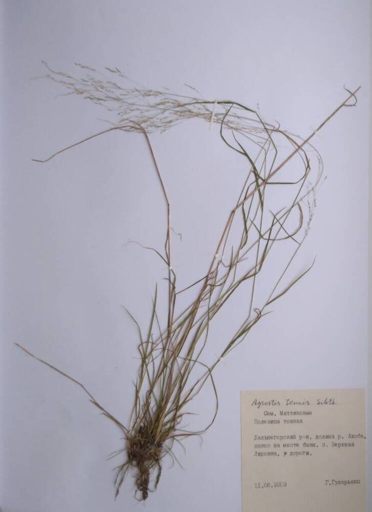 Гербарий Полевица тонкая (Agrostis tenuis Sibth.)