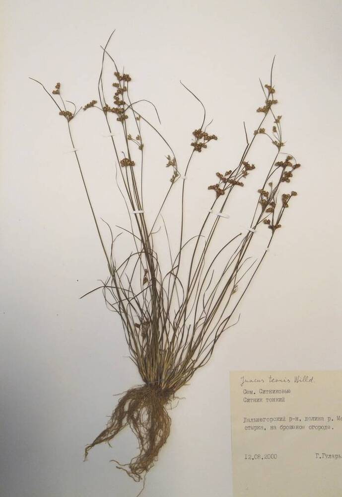 Гербарий Ситник тонкий (Juncus tenuis Willd.)