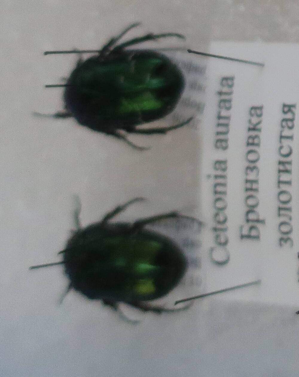 Чучело жука малой зелёной бронзовки (самец)