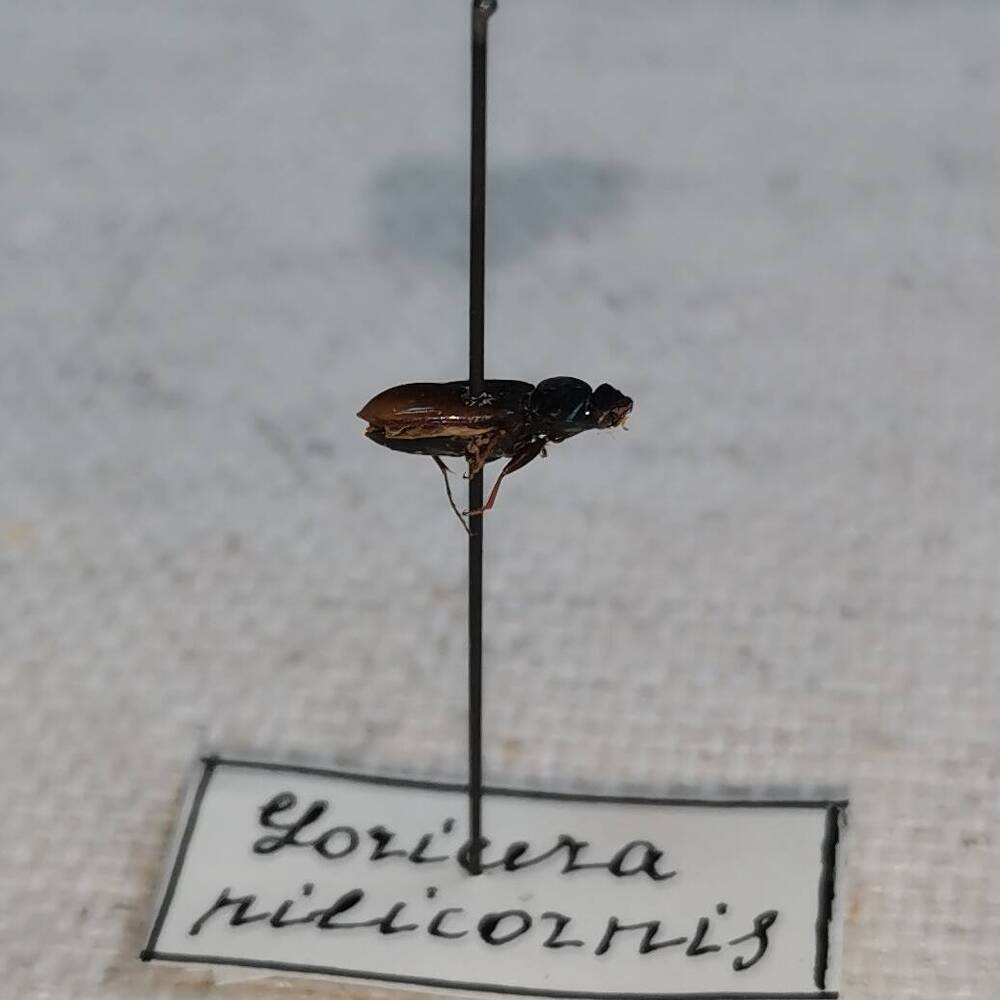 Жужелица (Loricera pilicornis).
