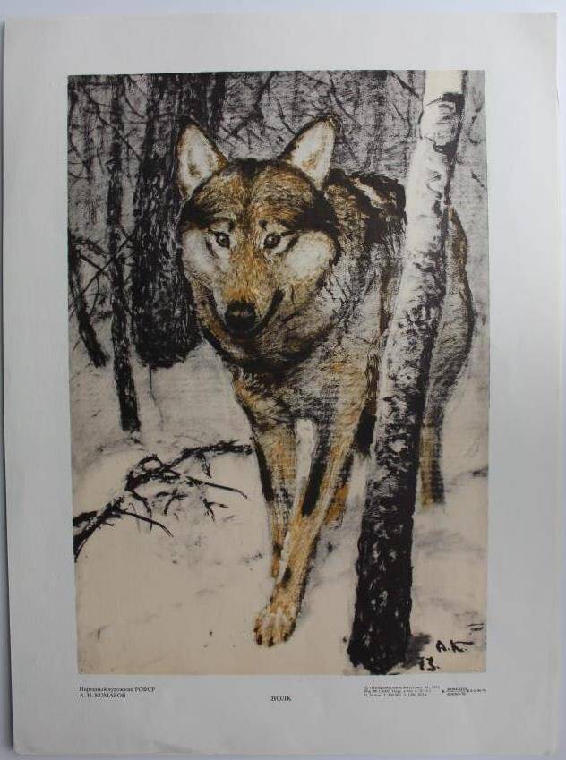 Иллюстрация  из набора  Лесные обитатели (Набор из 16 репродукций) Худ.А.Н.Комаров.  Волк