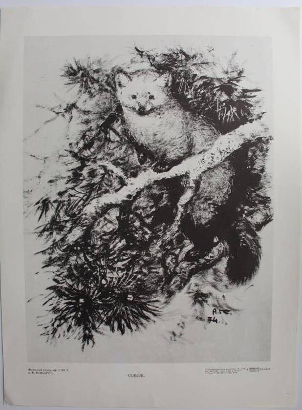 Иллюстрация  из набора  Лесные обитатели (Набор из 16 репродукций) Худ.А.Н.Комаров. Соболь