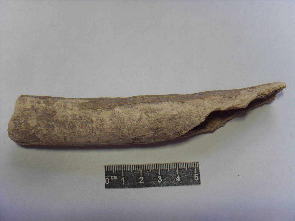 Фрагмент трубчатой кости человека.