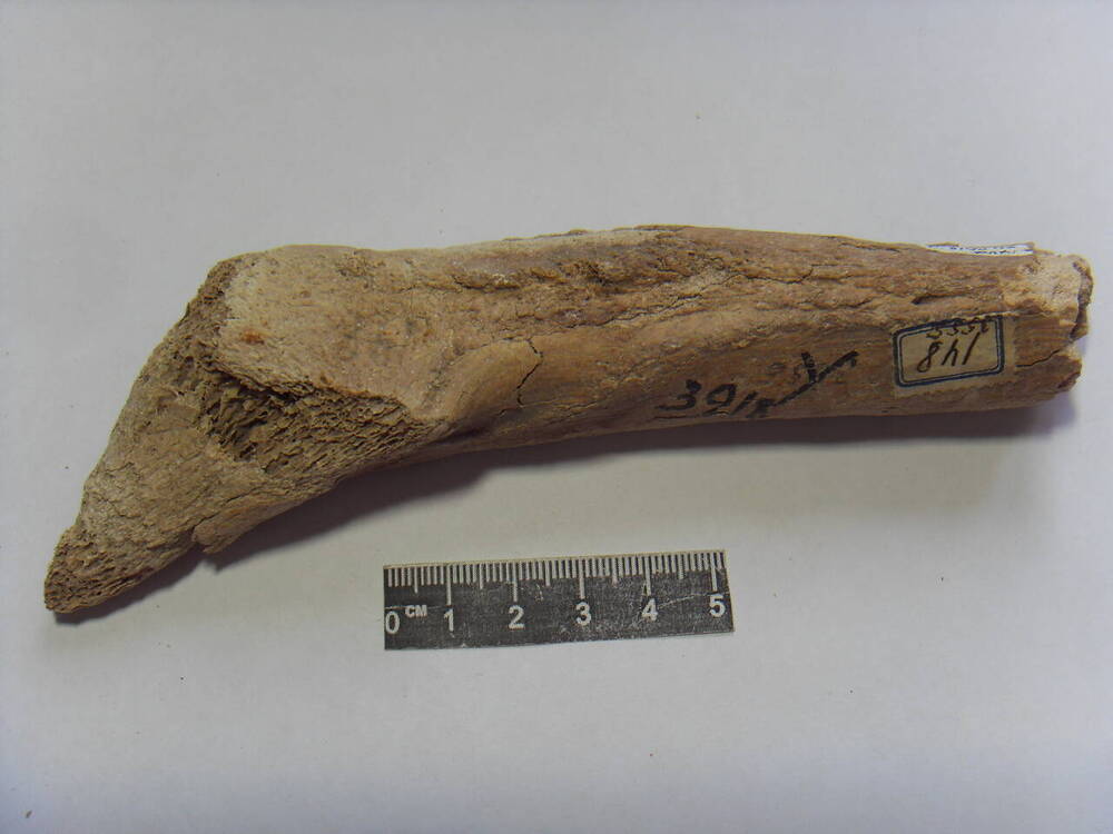 Фрагмент трубчатой кости человека.