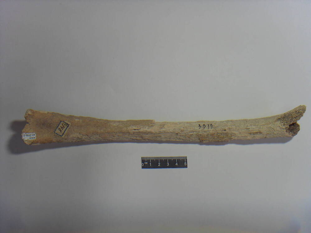 Трубчатая кость человека (эпифиз).