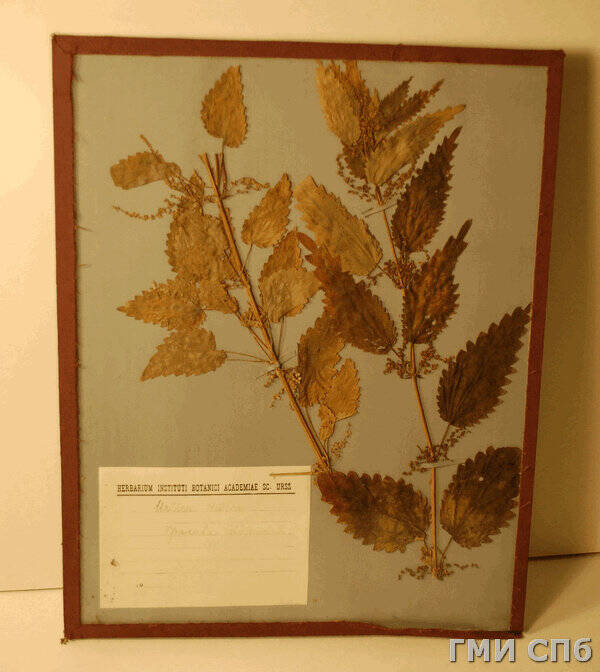 Гербарий растения многолетнего - Крапива двудомная  (Urtica dioica) из рода крапив  семейства крапивных.