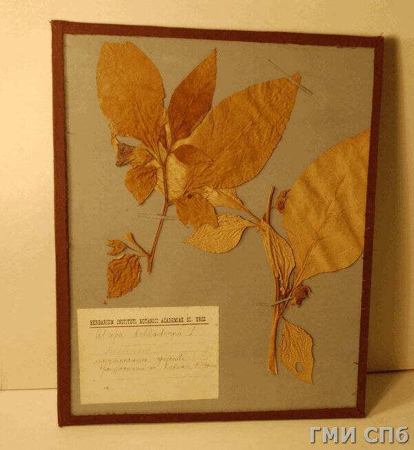 Гербарий растения многолетнего - Белладонна  (Atropa belladonna) из семейства пасленовых.