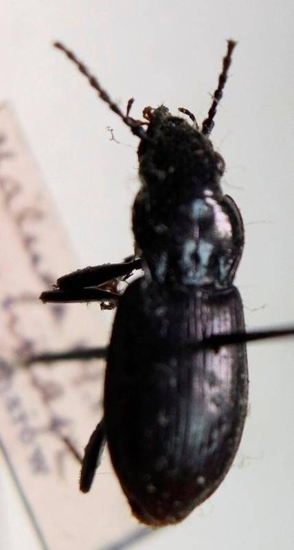 Птеростих ямчатоточечный
Pterostichus (Bothriopterus) oblongopunctatus (Fabricius, 1787), из коллекции насекомых Сахарова