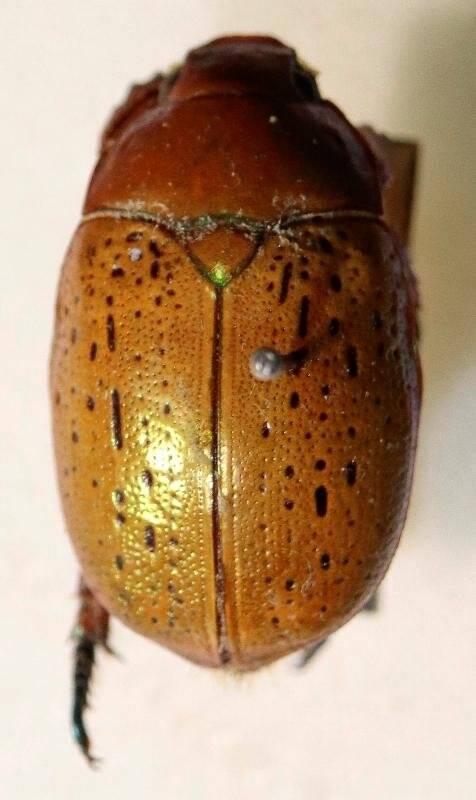 Жук Anoplostethus retiginosus, из коллекции насекомых Сахарова