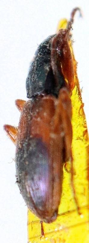 Жук Сhlanorius dorsalis, из коллекции насекомых Сахарова
