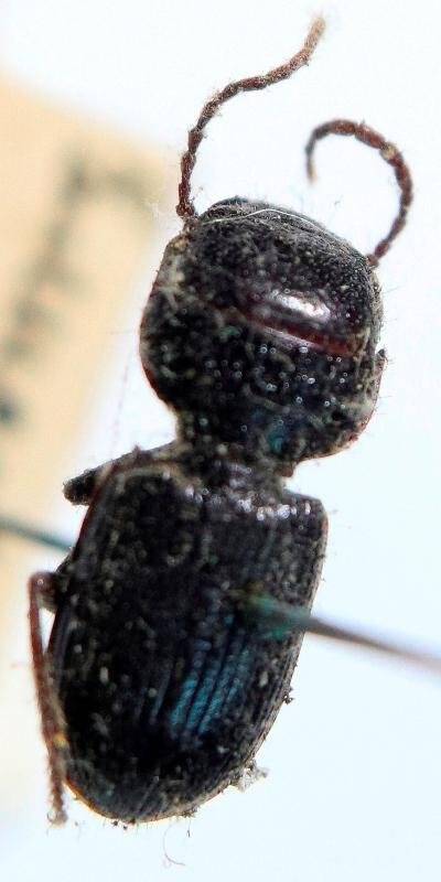Жук Aristus obscurus J. из коллекции насекомых Сахарова