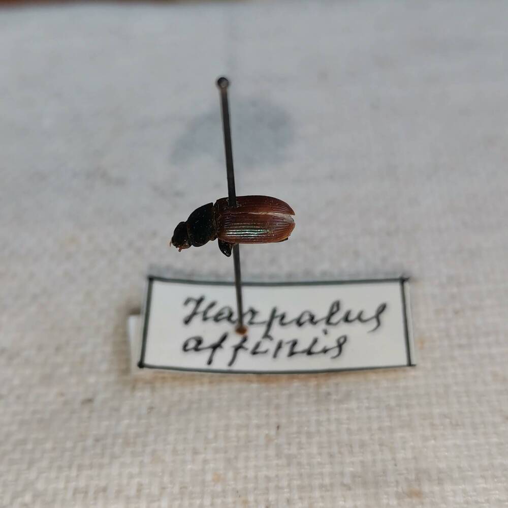 Бегун настоящий (Harpalius affinis)