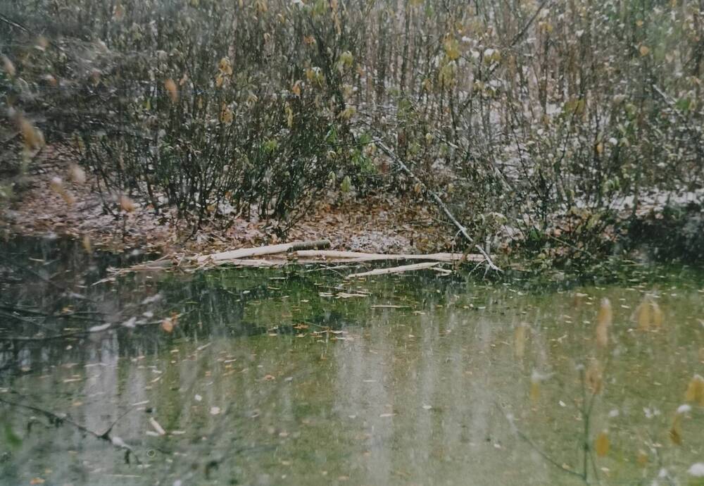 Фото. Озеро Безымяное, ветки с погрызами бобра