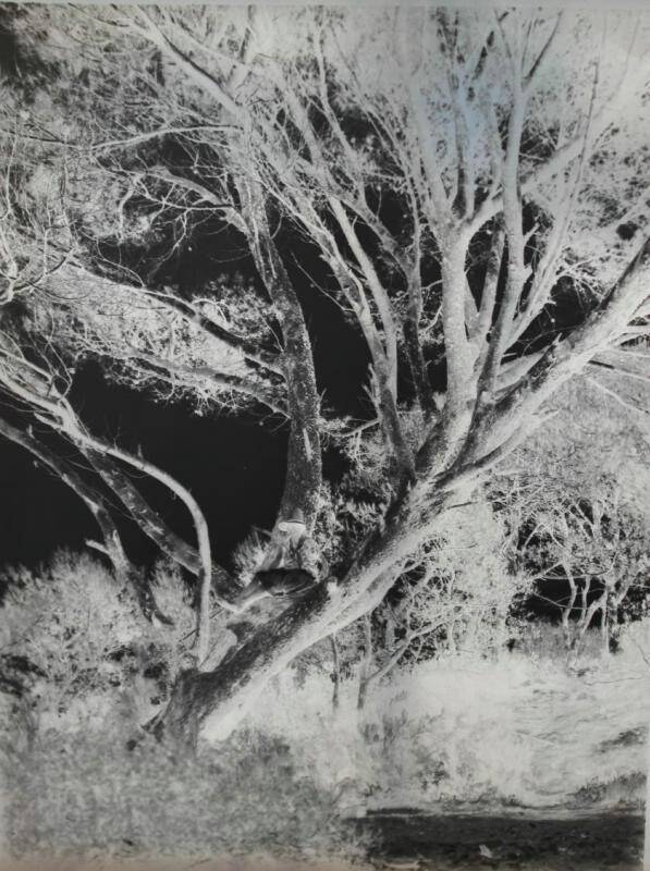 Негатив. А.В. Щекатихина-Потоцкая (?) на дереве. Из комплекта: Билибин. Франция. Пейзаж.
