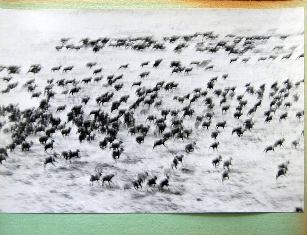 Фотография черно-белая  «Бегущие олени» из фотоальбома «Корякский ордена Трудового Красного Знамени национальный округ»