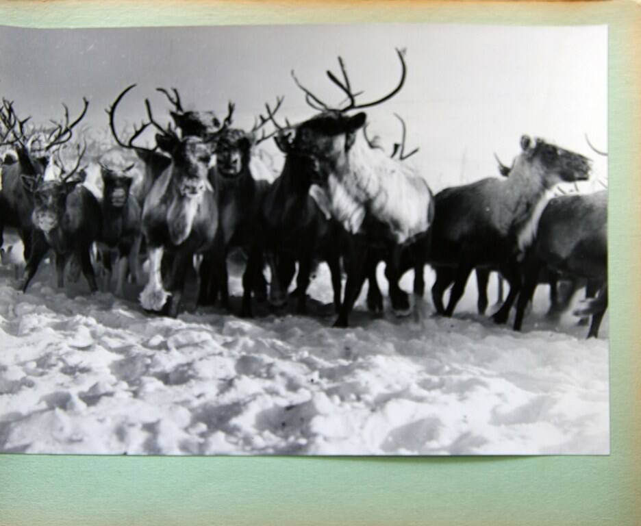 Фотография черно-белая  «Олени» из фотоальбома «Корякский ордена Трудового Красного Знамени национальный округ»