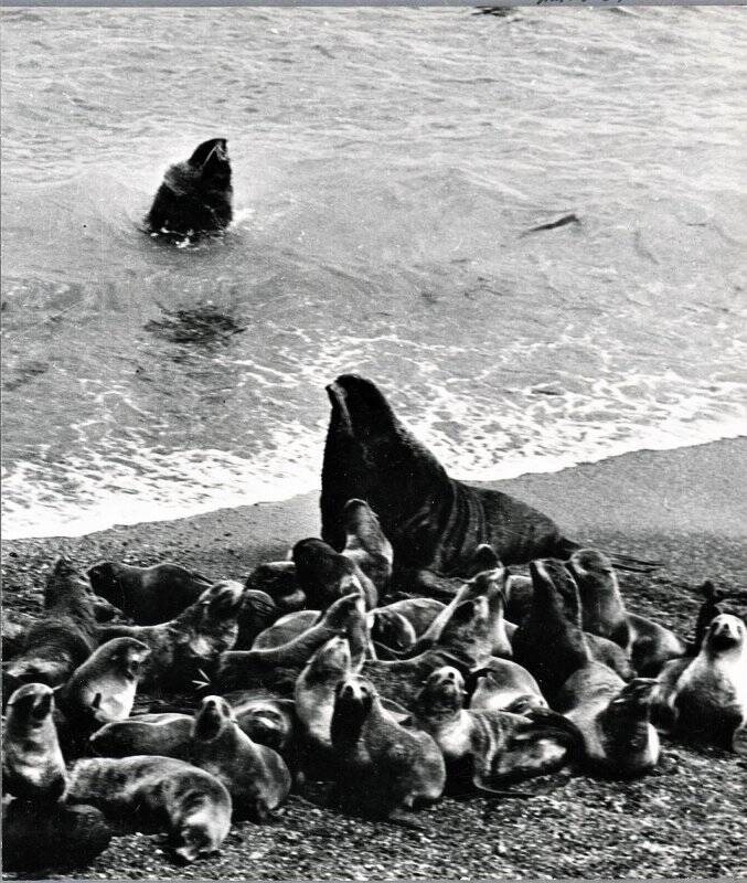 Фотография видовая. Морские котики. о. Тюлений (?), 1980-е гг. Из комплекта: Сахалинская область