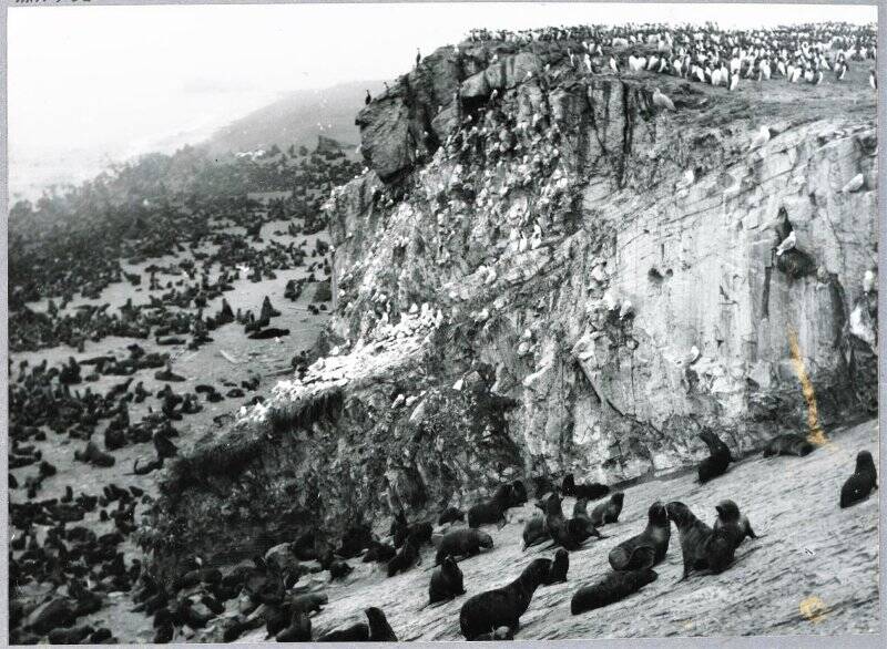 Фотография видовая. Остров Тюлений (?) с морскими обитателями, 1980-е гг. Из комплекта: Сахалинская область