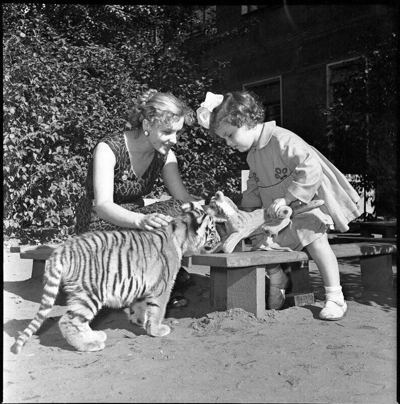 Негатив черно-белый. Советская дрессировщица, артистка цирка Маргарита Назарова с двухмесячным тигренком в детском саду.