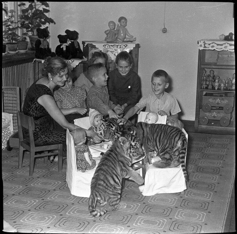 Негатив черно-белый. Советская дрессировщица, артистка цирка Маргарита Назарова с двухмесячными тигрятами в детском саду.