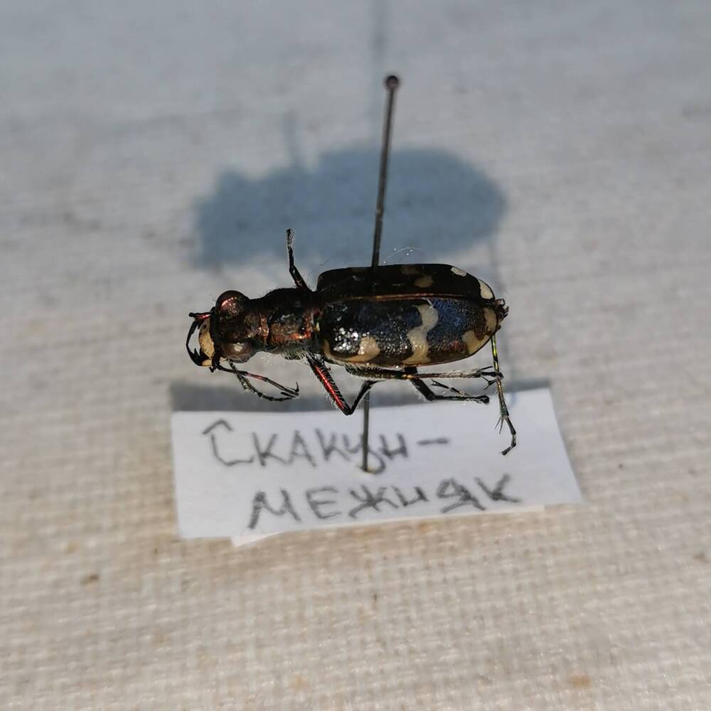 Скакун-межняк (Cicindela hybrida).