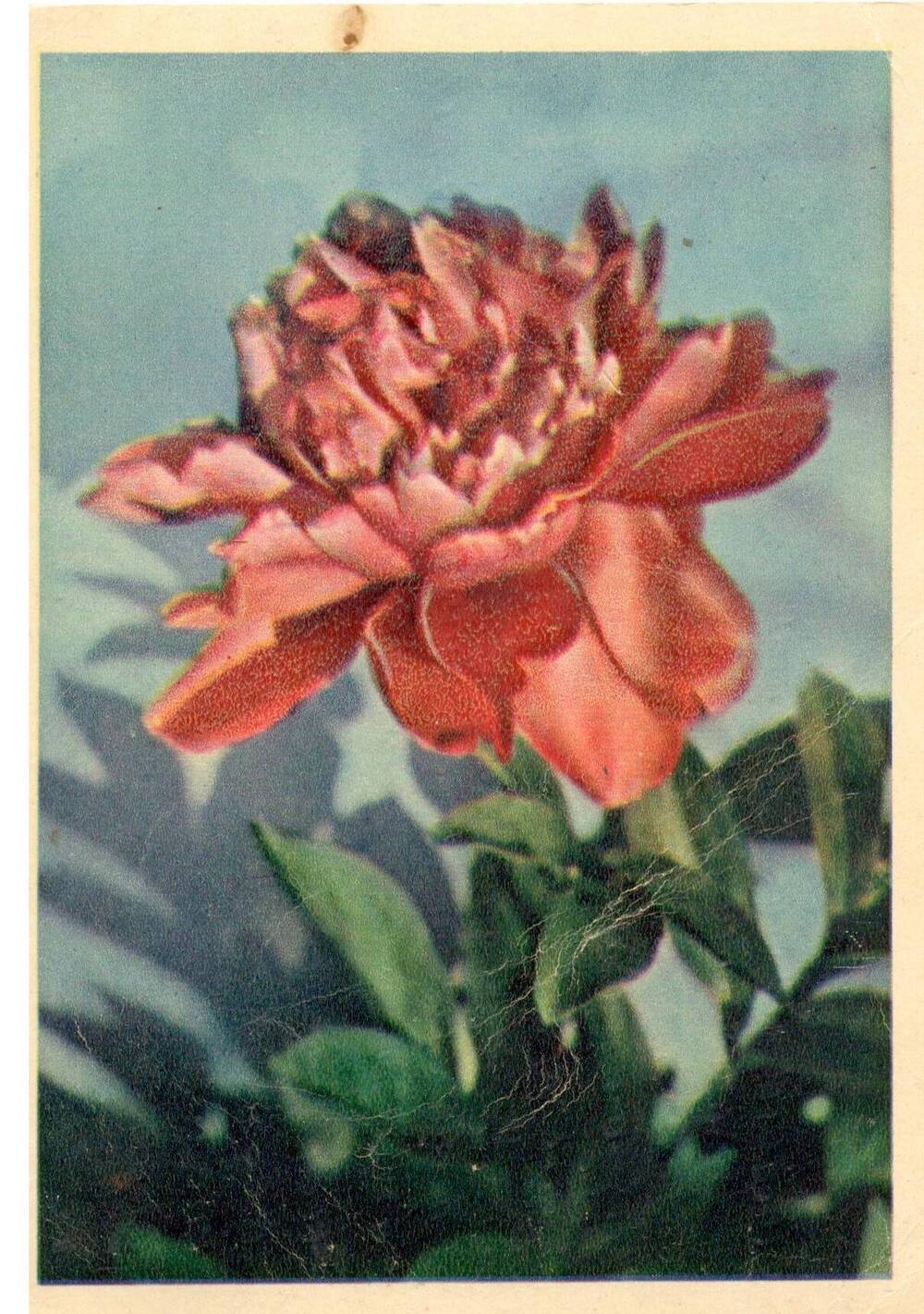 Карточка почтовая «Пион», СССР, 1963 г.