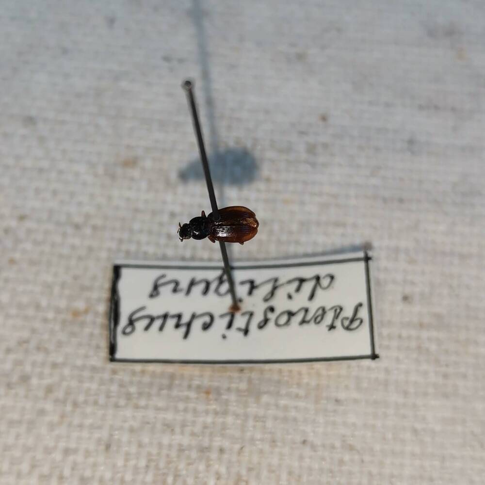 Жужелица (Pterostichus diligens).