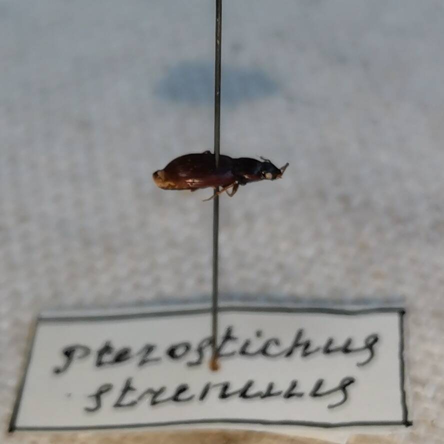 Птеростих проворный (Pterostichus strenuus).